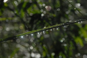 dew droplets underside a leave reflect sunlight