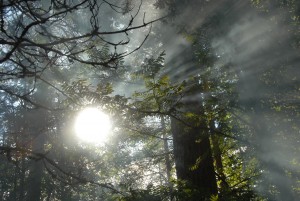 sunlight rays through a foggy forest